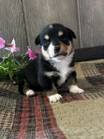 Paige, a female Pembroke Welsh Corgi for sale in Mayslick, KY – 2 of 8
