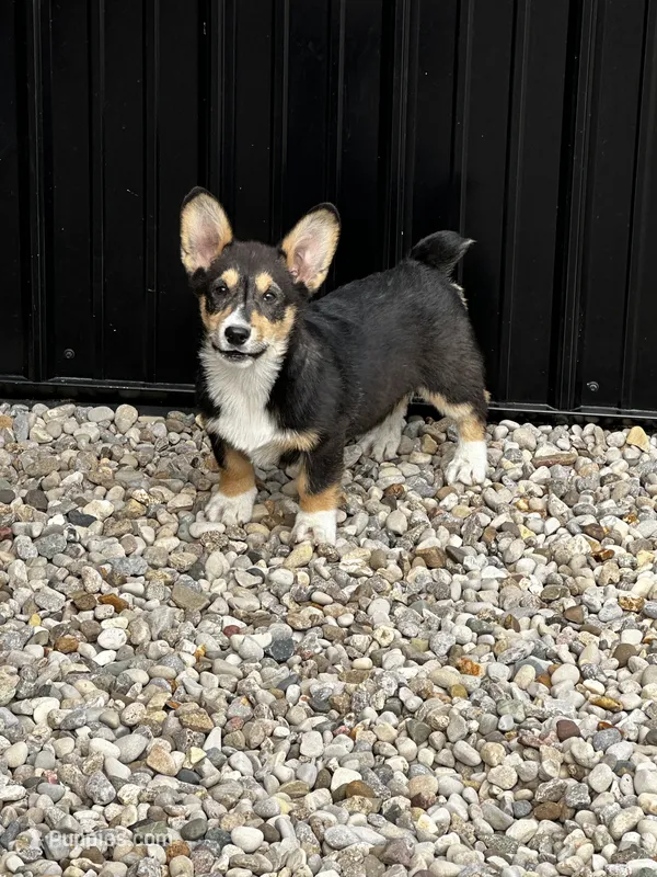 AKC Puddles – Pembroke Welsh Corgi puppy for sale in Mayslick, KY