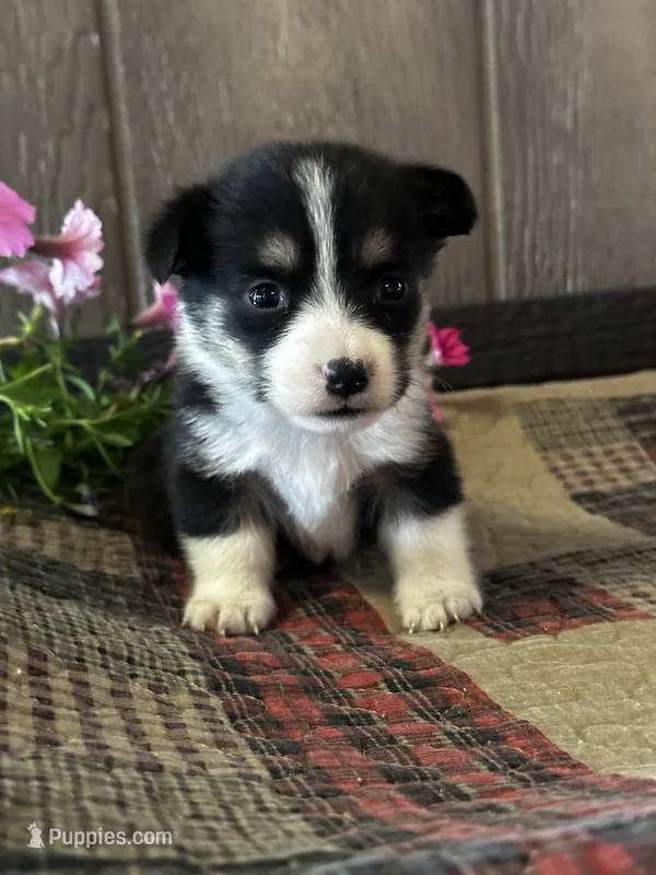 AKC Princess – Pembroke Welsh Corgi puppy for sale in Mayslick, KY