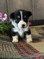 AKC Princess, a female Pembroke Welsh Corgi for sale in Mayslick, KY – 4 of 10