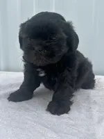 CKC Shay, a female Shih Tzu for sale in Mayslick, KY – 6 of 10