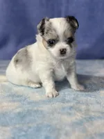 CKC Cloudy, a male Chihuahua for sale in Mayslick, KY – 6 of 10