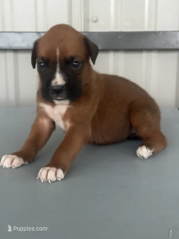 Bria – Boxer puppy for sale in Mayslick, KY