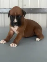 Bria, a female Boxer for sale in Mayslick, KY – 2 of 6