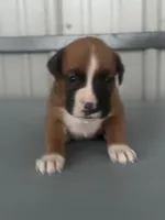 Bracey, a male Boxer for sale in Mayslick, KY – 3 of 7