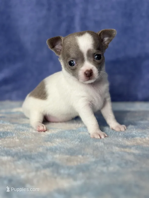 CKC Crystal – Chihuahua puppy for sale in Mayslick, KY
