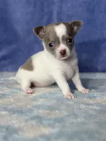 CKC Crystal, a female Chihuahua for sale in Mayslick, KY – 1 of 8