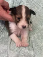 Shadow, a male Shetland Sheepdog for sale in Mayslick, KY – 3 of 5