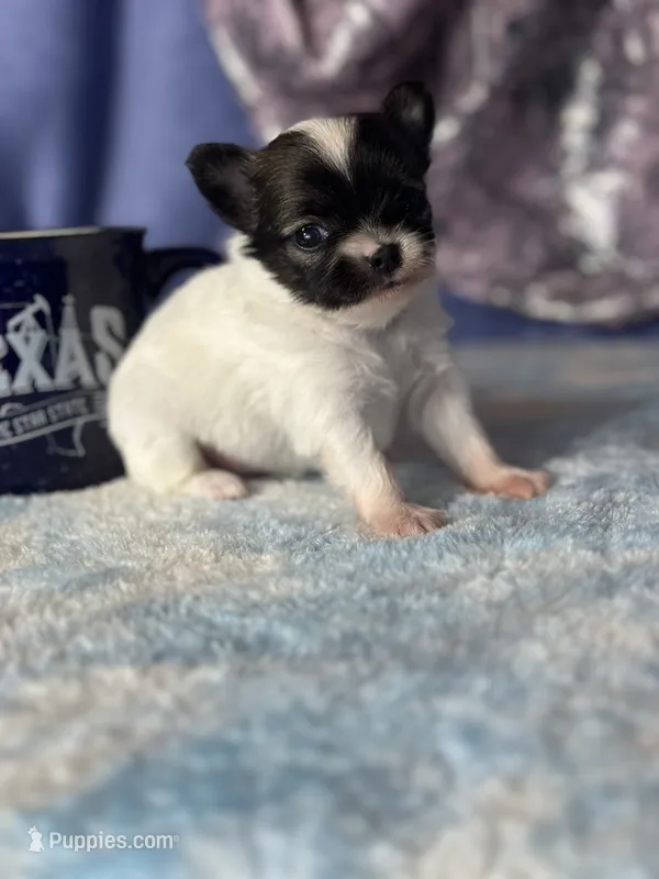 Chica – Chihuahua puppy for sale in Mayslick, KY