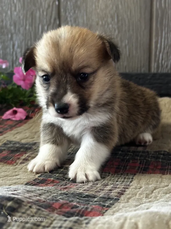 AKC Pongo – Pembroke Welsh Corgi puppy for sale in Mayslick, KY