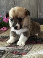 AKC Pongo, a male Pembroke Welsh Corgi for sale in Mayslick, KY – 5 of 6
