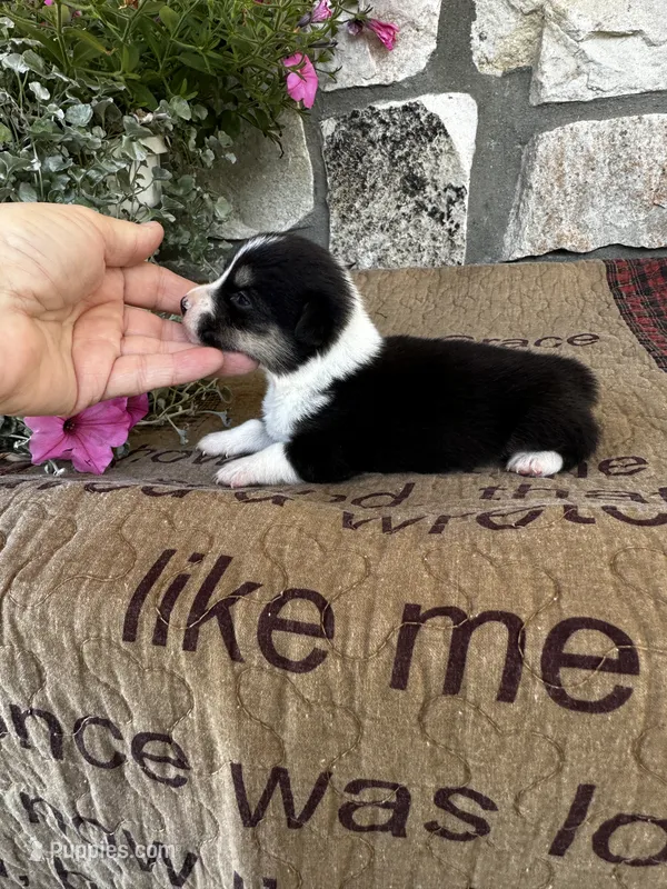 AKC Princess – Pembroke Welsh Corgi puppy for sale in Mayslick, KY