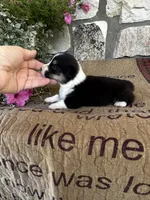 AKC Princess, a female Pembroke Welsh Corgi for sale in Mayslick, KY – 5 of 5