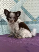 AKC Corbin, a male Chihuahua for sale in Mayslick, KY – 6 of 10