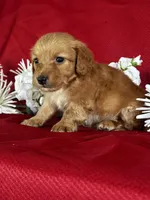 Duke, a male Miniature Dachshund for sale in Mayslick, KY – 8 of 8