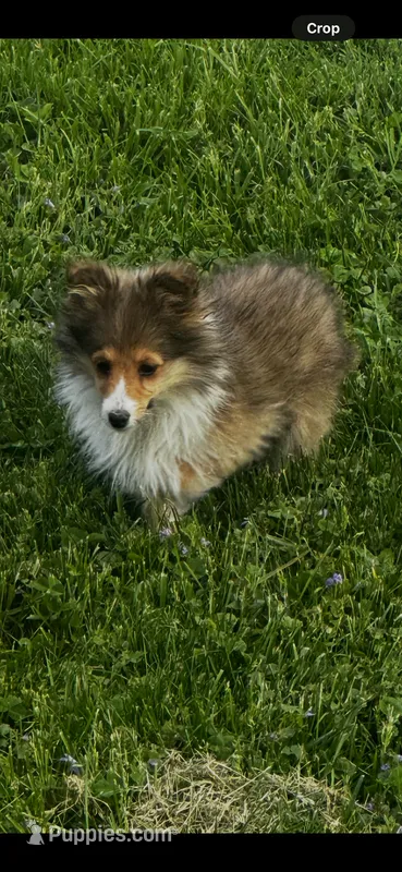 AKC Sheri – Shetland Sheepdog puppy for sale in Mayslick, KY