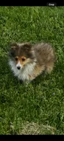 AKC Sheri, a female Shetland Sheepdog for sale in Mayslick, KY – 1 of 10