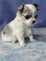CKC Cloudy, a male Chihuahua for sale in Mayslick, KY – 7 of 10