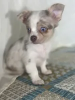 CKC Claudia, a female Chihuahua for sale in Mayslick, KY – 3 of 10