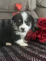 Panda, a female Pembroke Welsh Corgi for sale in Mayslick, KY – Photo 7 of 7