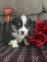 Panda, a female Pembroke Welsh Corgi for sale in Mayslick, KY – Photo 1 of 7