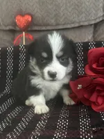 Panda, a female Pembroke Welsh Corgi for sale in Mayslick, KY – Photo 3 of 7