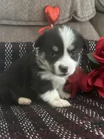 Panda, a female Pembroke Welsh Corgi for sale in Mayslick, KY – Photo 5 of 7