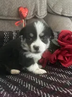 Panda, a female Pembroke Welsh Corgi for sale in Mayslick, KY – Photo 6 of 7