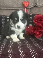 Panda, a female Pembroke Welsh Corgi for sale in Mayslick, KY – Photo 2 of 7