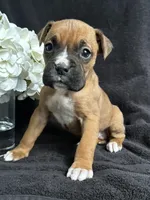 Bracey, a female Boxer for sale in Mayslick, KY – Photo 2 of 7