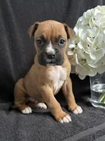 Bracey, a female Boxer for sale in Mayslick, KY – Photo 3 of 7