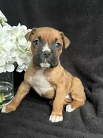 Bracey, a female Boxer for sale in Mayslick, KY – Photo 4 of 7