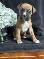 Bracey, a female Boxer for sale in Mayslick, KY – Photo 5 of 7