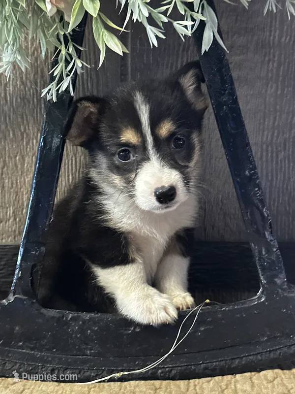 AKC Princess – Pembroke Welsh Corgi puppy for sale in Mayslick, KY