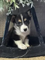 AKC Princess, a female Pembroke Welsh Corgi for sale in Mayslick, KY – 3 of 10
