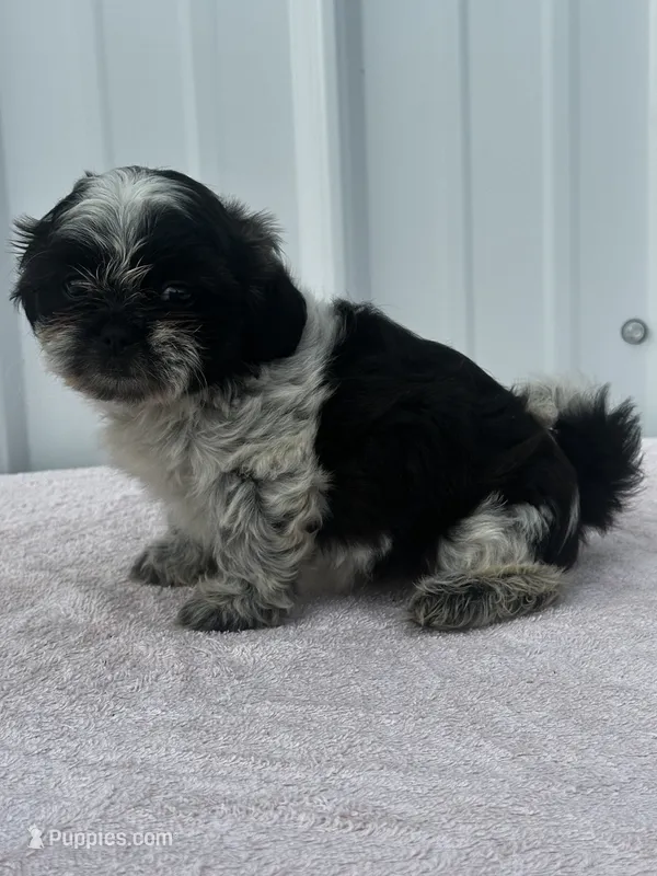 CKC Shadow – Shih Tzu puppy for sale in Mayslick, KY