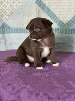AKC Corbin, a male Chihuahua for sale in Mayslick, KY – 9 of 10