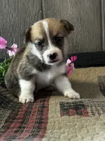 AKC Preston, a male Pembroke Welsh Corgi for sale in Mayslick, KY – 7 of 9