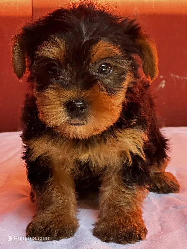 Yvonne – Yorkshire Terrier puppy for sale in Mayslick, KY