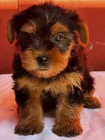 Yvonne, a female Yorkshire Terrier for sale in Mayslick, KY – 4 of 10