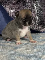 CKC Carmen, a female Chihuahua for sale in Mayslick, KY – 5 of 10