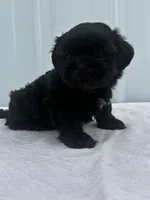 CKC Shay, a female Shih Tzu for sale in Mayslick, KY – 8 of 10