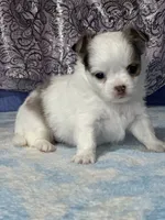 CKC Charlotte, a female Chihuahua for sale in Mayslick, KY – 8 of 9