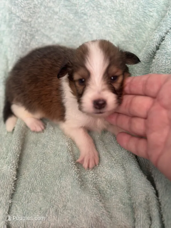 Shep – Shetland Sheepdog puppy for sale in Mayslick, KY