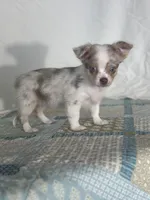 CKC Claudia, a female Chihuahua for sale in Mayslick, KY – 4 of 10