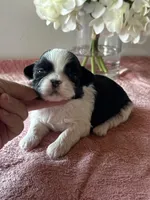 Shamus, a male Shih Tzu for sale in Mayslick, KY – Photo 1 of 6