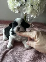 Shamus, a male Shih Tzu for sale in Mayslick, KY – Photo 3 of 6