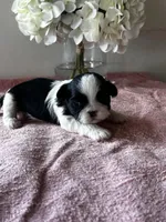 Shamus, a male Shih Tzu for sale in Mayslick, KY – Photo 2 of 6
