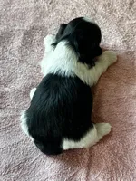 Shamus, a male Shih Tzu for sale in Mayslick, KY – Photo 6 of 6