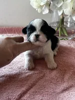 Shamus, a male Shih Tzu for sale in Mayslick, KY – Photo 4 of 6